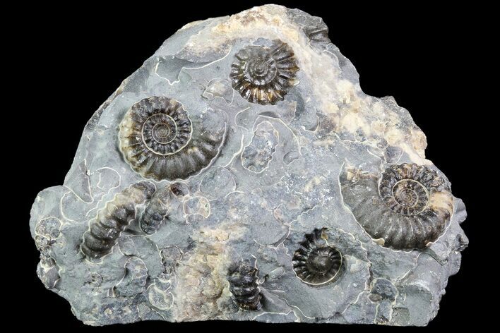 Ammonite (Promicroceras) Cluster - Somerset, England #86262